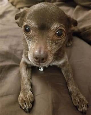 Chihuahuas hot sale needing homes